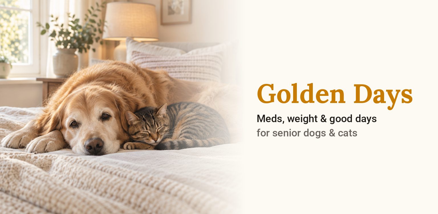 Golden Days — meds, weight and good days for senior dogs and cats
